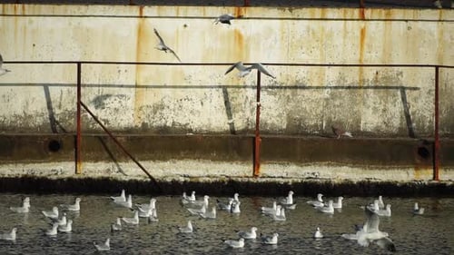 A Flock of Seagulls Fly Fishing and Swim in the Sea