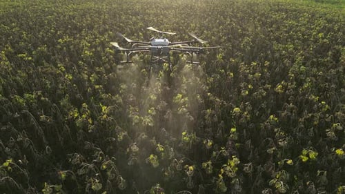 Agricultural Drone Spraying Sunflower Field 24