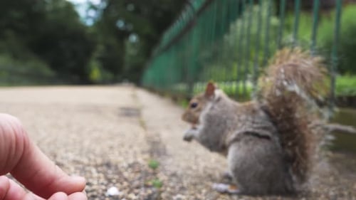 Close Up View of the Hand Feeding a Squirrel in the Park in the Center of London