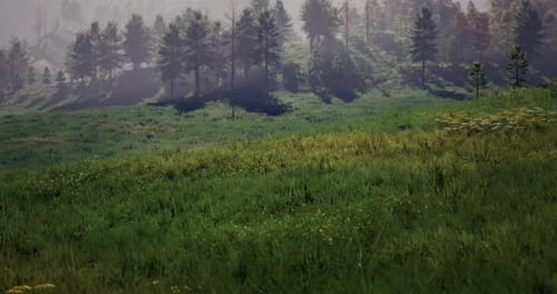 Lush Green Meadow Surrounded By Dense Forest During Daytime in Spring