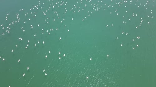 aerial birds on lake