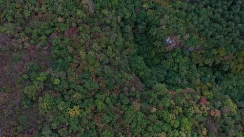 Aerial view of dense forest with with green trees and bushes
