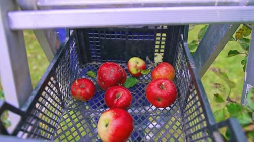 Freshly Picked Red Apples Being Placed Into Crate