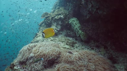 Un Siganus Punctatus nadando entre peces y corales