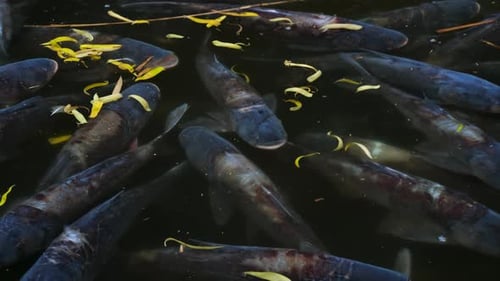 Live Silver Carp Swims in Pond. Industrial Fish Farming Underwater. Commercial Fishing Concept