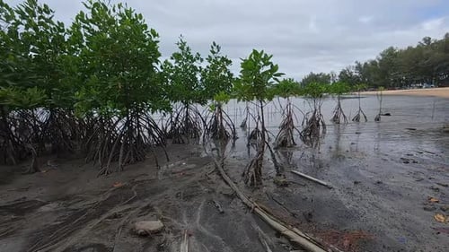 A tropical mangrove forest along a coastal shoreline
