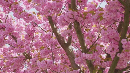 Pink flowers on the tree of flowering Sakura. Cherry blossom in spring.