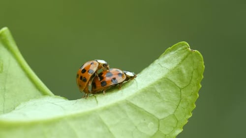 Ladybugs Mating On A Green Background