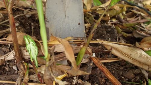 Digging The Garden Soil With A Hoe - Close Up