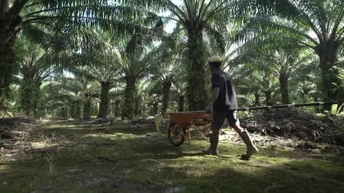 Farmer walking in the palm oil field
