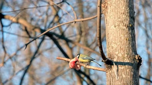 A hungry tit bird pecks lard on a tree branch.