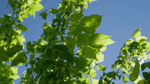 Bunte grüne Blätter bewegen sich langsam, Wind, Sommer, klarer blauer Himmel, Tiefwinkelaufnahme
