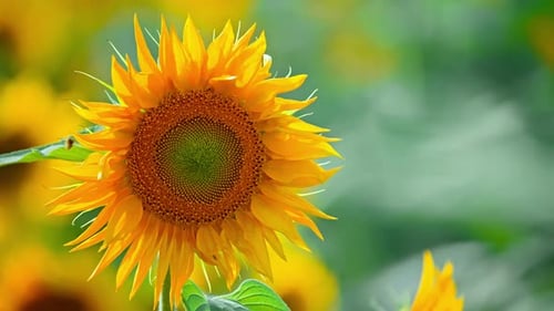 Sunflower on a Summer Day