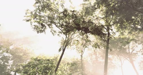 Sunlight Filtering Through Dense Trees in a Serene Forest Setting