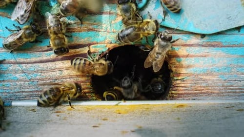 Bees Entering and Exiting a Honeycomb Hive