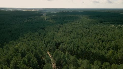 Descending aerial view of large evergreen forest. Amazing view with pine trees