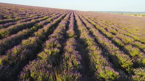 Blooming Lavender Field Lines Creating a Stunning Purple Landscape