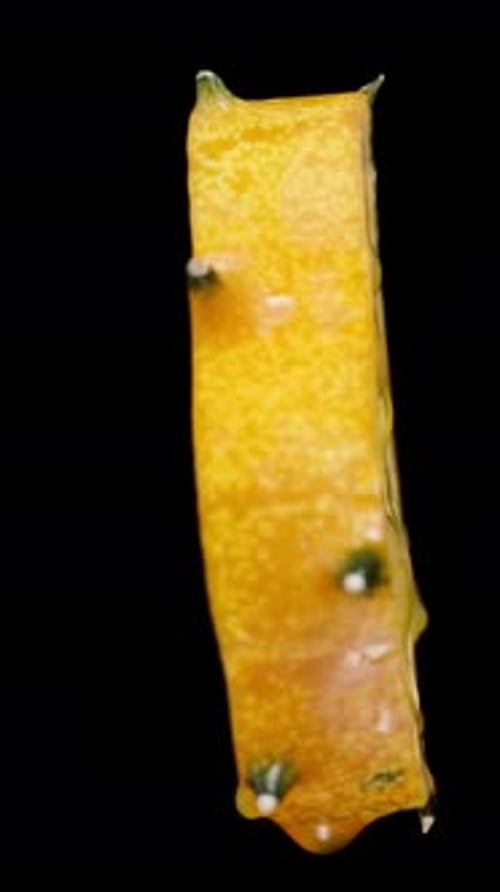 Vertical video. African Kiwano cucumber with spikes, a slice rotating on a black background, macro