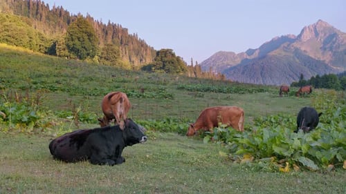 A Herd of Cows Grazing in a Mountain Landscape