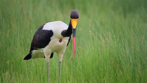 Saddle-Billed Stork in African Wetlands Colorful Wading Bird Wildlife Footage in Natural Habitat