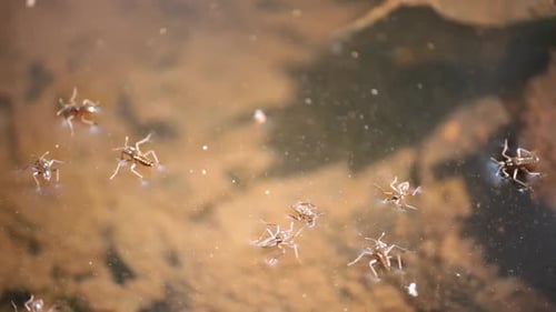 Eine Gruppe von Wasserinsekten, die sich auf einer braunen Flussoberfläche bewegen.