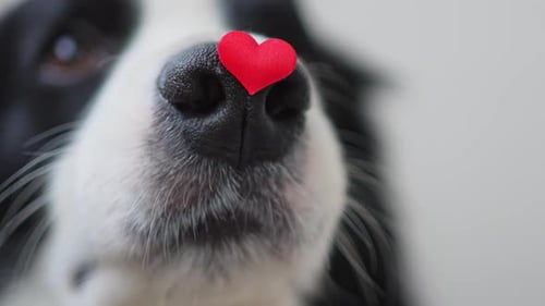 St Valentine's Day Concept Funny Portrait Cute Puppy Dog Border Collie Holding Red Heart on Nose