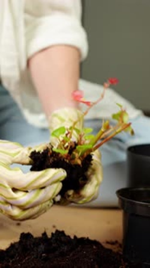 Gardener Repotting Small Plant Home Gardening