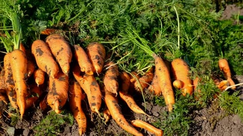 Landwirt erntet Karotten, die im Garten wachsen Selektiver Fokus