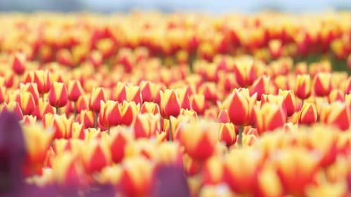 Field of Vibrant Tulips in Springtime