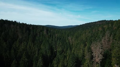 Flying through over pine tree tops in Black Forest, Baden-Wurttemberg, Germany