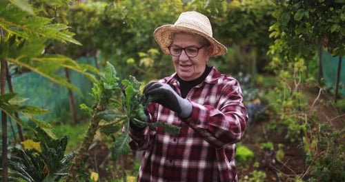Senior woman taking care of her vegetables in the ecologic garden