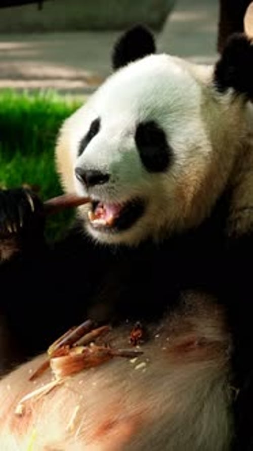 Panda Eating Bamboo Stick in Close Up View