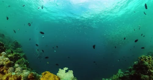 Coral Reef and Marine Fish Underwater World