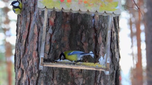 Bird feeder on a tree, birds fly up to grab the grains