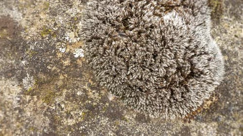 Stone Moss Closeup View