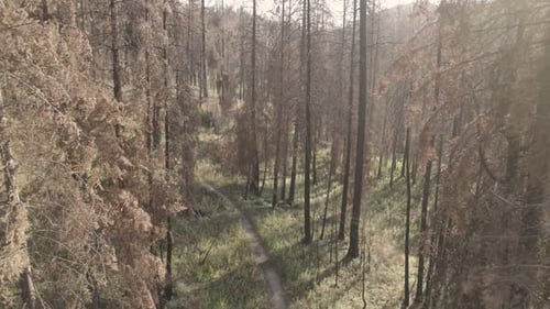Sunny hiking trail push with a burnt forest. Sun Mountain in Winthrop, Washington.