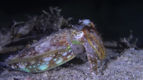 Cuttlefish during the night. Closeup view