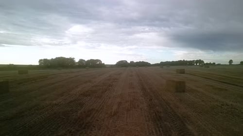 Yellow field with harvested wheat and hay bales. Aerial view of the field with square bales