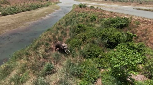 Elephant Foraging in Tropical Landscape from Above