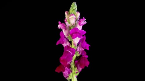 Timelapse of Violet Antirrhinum Flower Opening