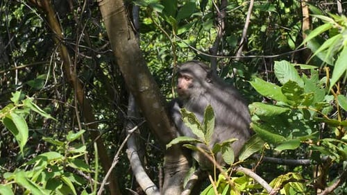 Close Up View of a Wild Monkey in Asian Tropical Forest