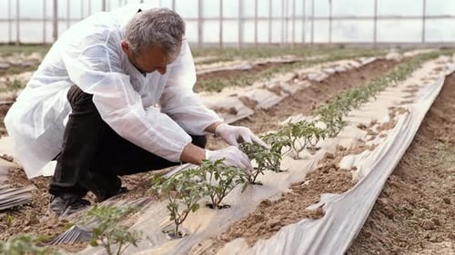 Seedlings Planted In Greenhouse