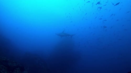 Hammerhead Shark Swimming with School of Fish