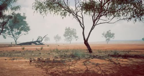 Arid Outback Landscape with Eucalyptus Trees