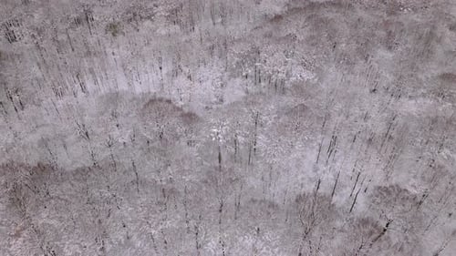 Top down aerial of forest covered in snow