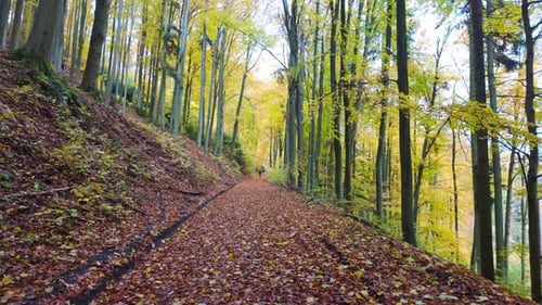 Peaceful trail through a fall forest where sunlight meets vibrant foliage