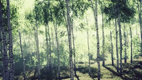 Spring in the Birch Grove Forest