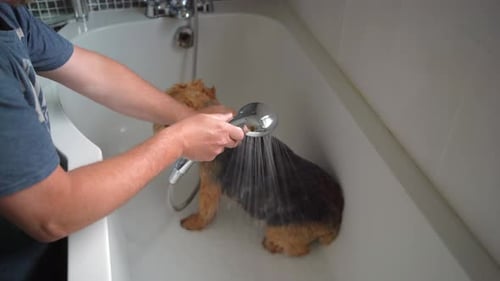 Dog wash in bath soaking fur all over male hands massaging water into sad sitting dog