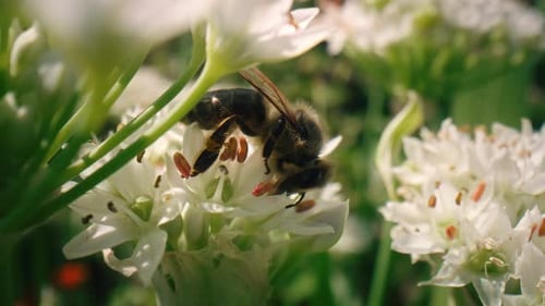 Bee Pollinating White Flowers on Sunny Day