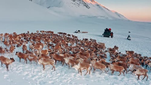 Vista aérea: montanhas cobertas de neve e rebanhos selvagens